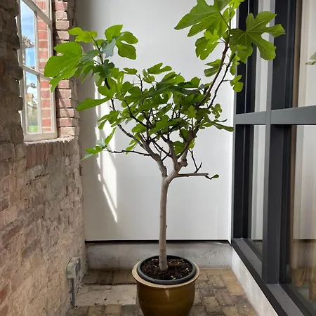 Het Wiekenkruis - Daar Bij Kempermolen Apartman *